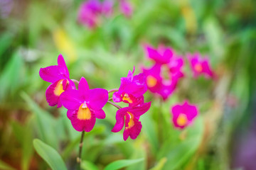 Purple orchid background