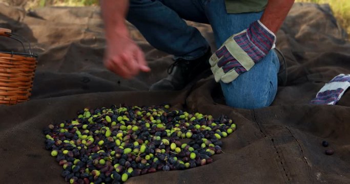 Man putting harvested olives in basket 