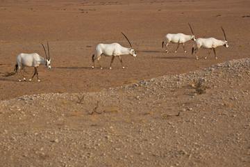 Fototapeta premium Herd of Arabian Orxys