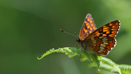 Black, orange and white butterfly on ferns against a blurred green background