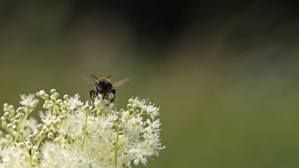 Bumblebee on white wildflower against a blurred field background