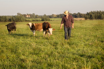 фермер в поле с молодыми бычками