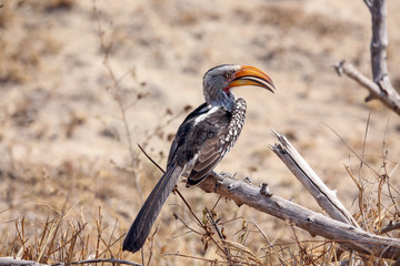 Southern Yellow-billed Hornbill