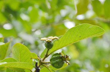 guava growth on branch in garden