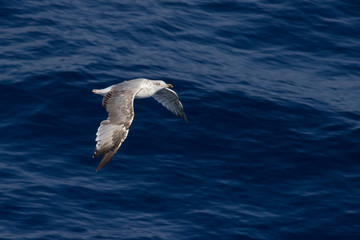 Braune Möwe