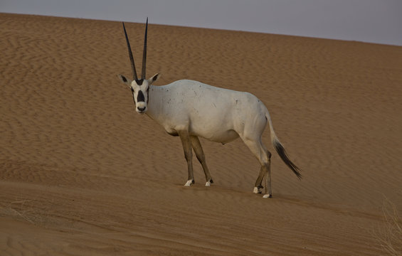 Arabian Orxy on a sand dune in the desert