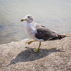 gull