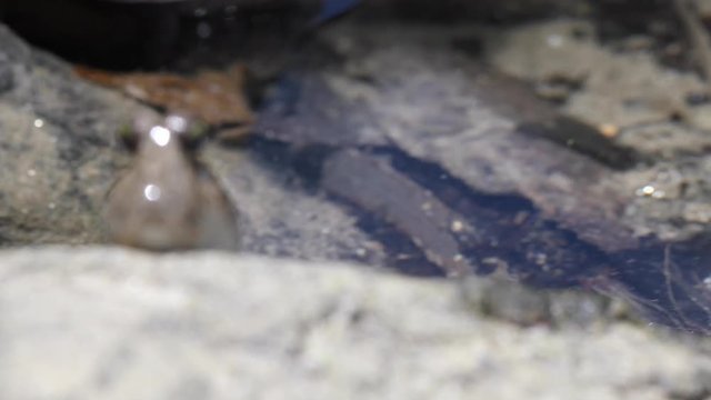 A medium shot of a mud skipper's face on land. Camera zooms in.