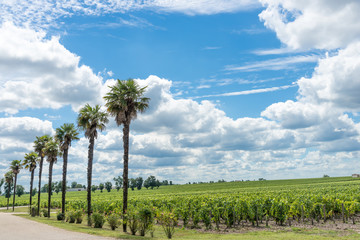 Fototapeta na wymiar Vignes du Médoc près de Bordeaux