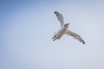 gull