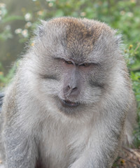Monkey at Mount Rinjani, Lombok, Indonesia