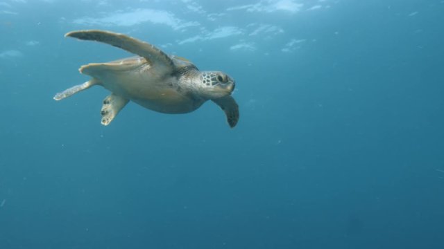 A full shot of a turtle underwater. Shot zoom in to turtle's face.
