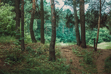 road before the forest