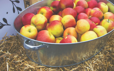 apples in a basin on the dry grass