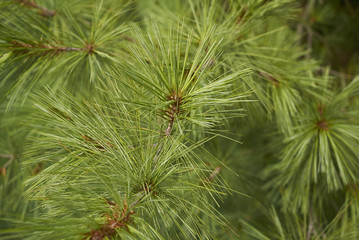 Buthan pine