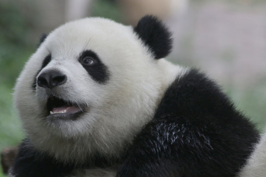 Fluffy Baby Panda in Chongqing, China