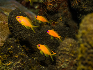 Obraz premium Sea goldie (Pseudanthias squamipinnis), Similan Islands National Park, Thailand