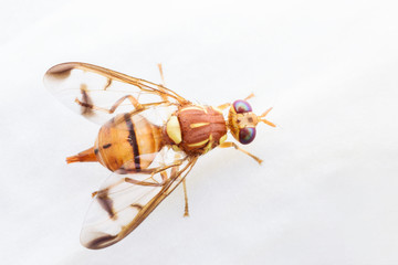 Close up Bactrocera Zonata or Peach fruit fly on white orchid