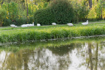 White Ducks, geese on the shore, lake, water