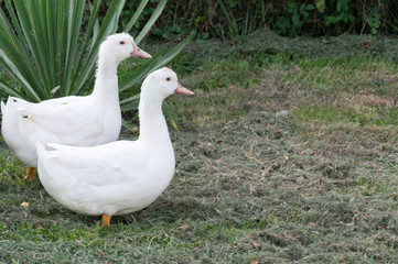 A group of white ducks stand on the shore of the pond
