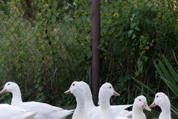 A group of white ducks stand on the shore of the pond