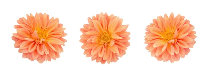 Fototapete Dahlie Dahlie-Blumensatz getrennt auf einem Weiß.