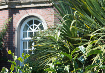 An English country garden with ornate arch sash window in background