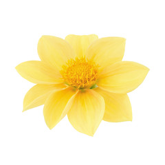 Yellow dahlia head isolated on a white. Detailed retouch.
