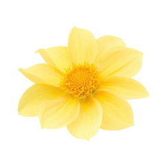 Obraz premium Yellow dahlia head isolated on a white. Detailed retouch.