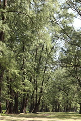 Aged Pine Wood Forest against Wind from Ocean beach, abstract look bark, brach and tree bod