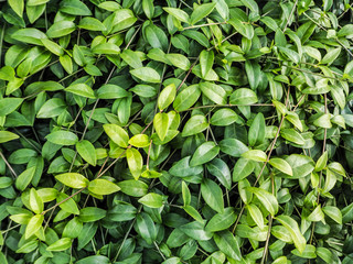 Fototapeta premium Cultivation of ornamental plants for urban landscaping. Ornamental plants for landscaping. Green leaves background. 