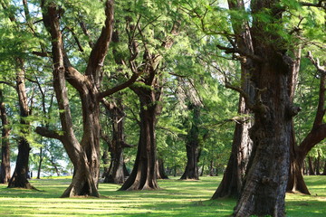 Aged Pine Wood Forest against Wind from Ocean beach, abstract look bark, brach and tree bod