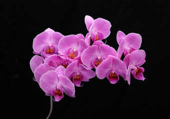 Fototapeta na wymiar Pink orchid flower isolated on black background