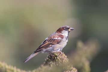 Male house sparrow (Passer domesticus) countryside wildlife