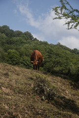 Naklejka premium cow