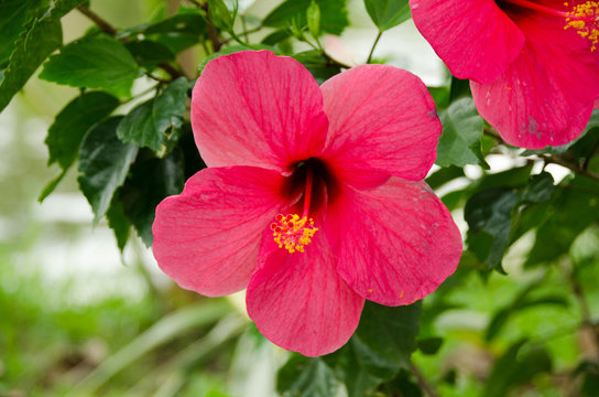 Beautiful Red Hibiscus flower and blurred background
