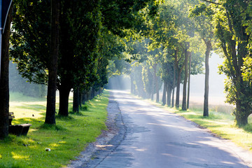 path avenue with sunbeam