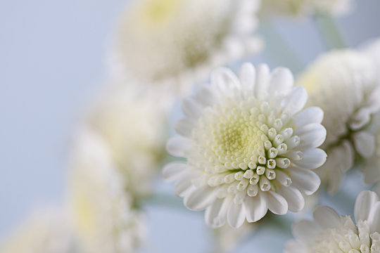 Fototapeta delicate flowers of white chrysanthemums on gray