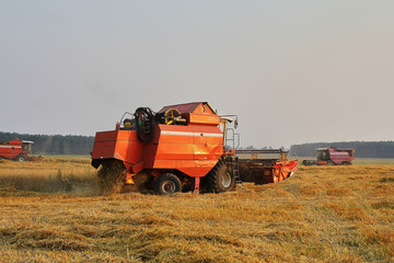 Harvesting wheat from the fields with a combine harvester