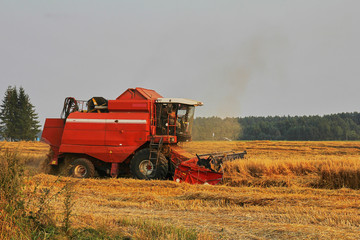 Harvesting wheat from the fields with a combine harvester