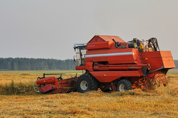 Harvesting wheat from the fields with a combine harvester