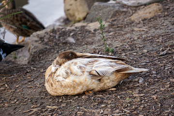 BROWN COMMON DUCK SLEEPING BY LAKE SIDE