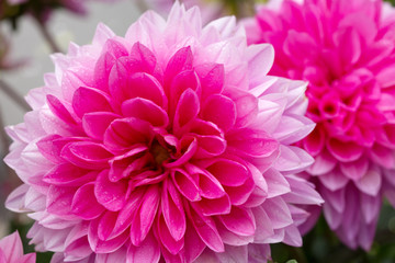Macro shot of a pink dahlia isolated .