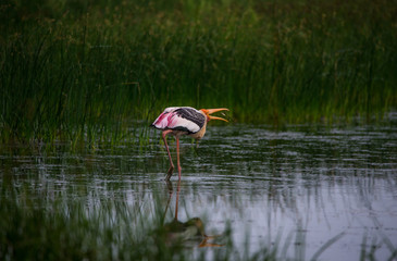 Painted Stork with fish