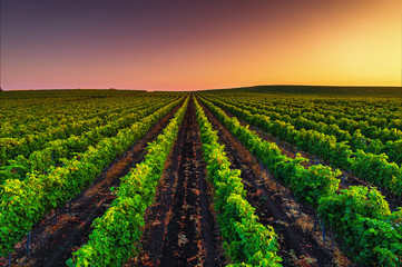 Fototapeta na wymiar Beautiful Sunset over field of vineyard valley in Europe
