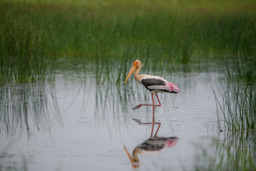 Wading Painted Stork