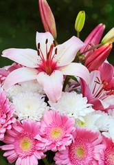 Macro shot of a pink dahlia .