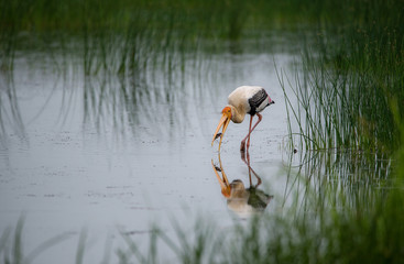 Bird with fish from river