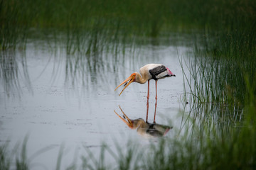 Bird and the Fish