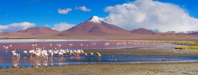 Flamingoes in Laguna Colorada , Uyuni, Bolivia